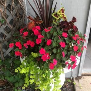 Meet your Posher, Julie Johnson